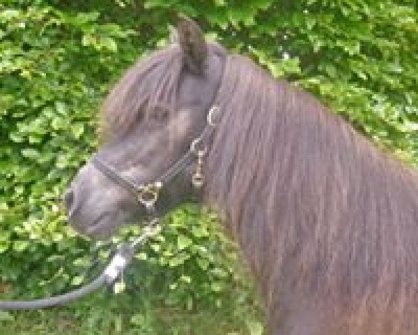 broodmare Escada of Baltic Sea (Shetland Pony, 1998, from Stelart of Transy)