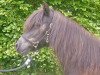 broodmare Escada of Baltic Sea (Shetland Pony, 1998, from Stelart of Transy)