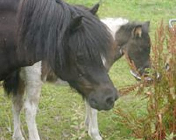 broodmare Emmely of Baltic Sea (Shetland Pony, 2006, from Partout van de Rijsdrecht)