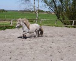 Pferd Dream of Baltic Sea (Shetland Pony, 2014, von King of Baltic Sea)