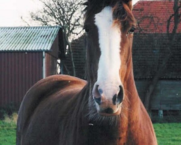 broodmare Riou (Hanoverian, 1996, from Rouletto)