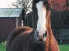broodmare Riou (Hanoverian, 1996, from Rouletto)
