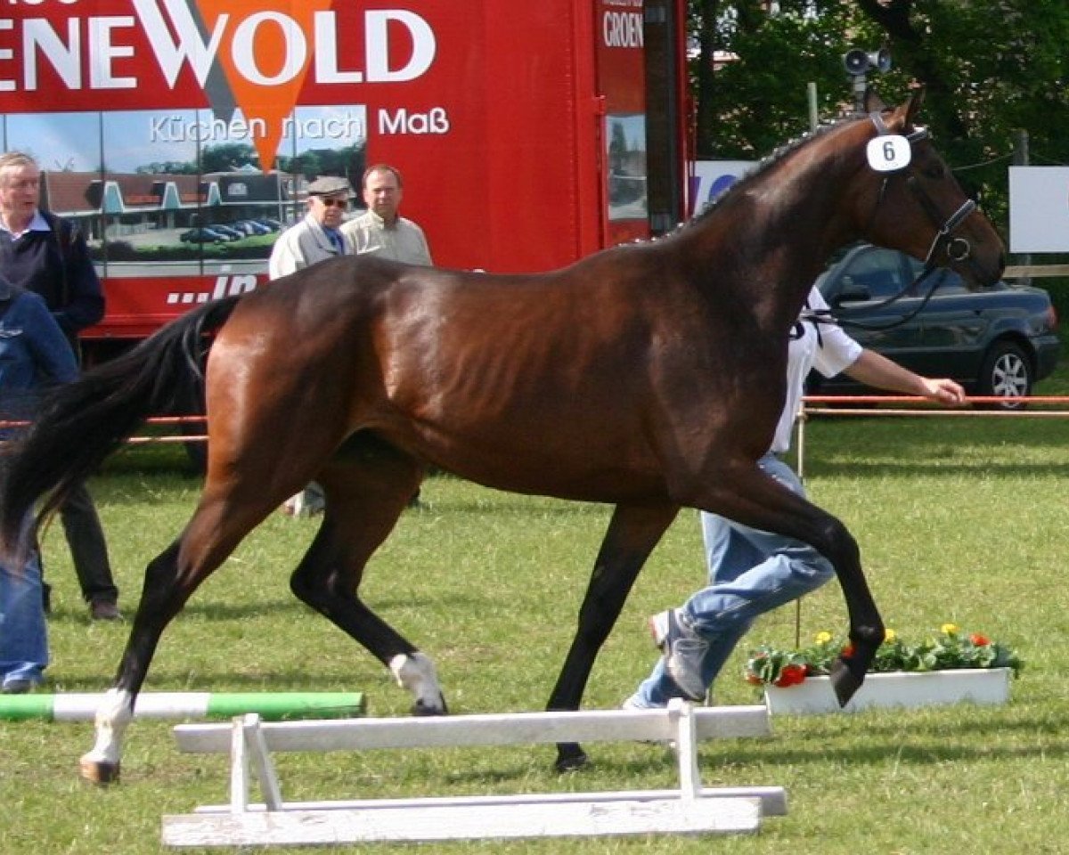 Zuchtstute Flaminia (Hannoveraner, 2005, von Florencio I)