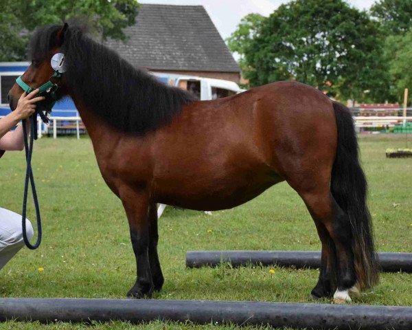 broodmare Bambi (Shetland Pony, 2014, from Beppo)