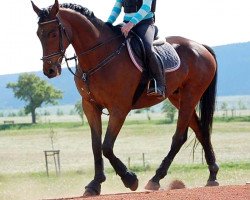 dressage horse Stefan (Sachsen-Anhaltiner, 1999, from Severus xx)