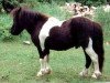 stallion Borax v. Silbersee (Shetland pony (under 87 cm), 1994, from Balduin)