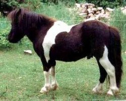 stallion Borax v. Silbersee (Shetland pony (under 87 cm), 1994, from Balduin)