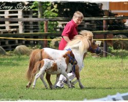 horse Dracula von Repgow (Shetland pony (under 87 cm), 2017, from Meechlands Dragon Fly)