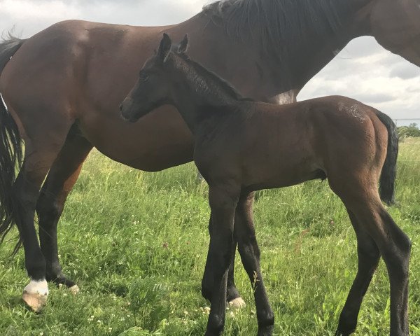 jumper Karal (German Sport Horse, 2017, from Kaiserwind)