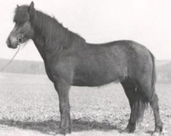 broodmare Nös frá Gunnarsholti (Iceland Horse, 1979, from Lyftingur frá Gunnarsholti)