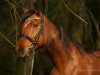 horse Siemon Adina Gold (Quarter Horse, 2002, from Mayor Jessie Gold)