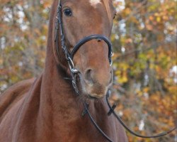 jumper Lianra (Hanoverian, 2010, from Lancier)