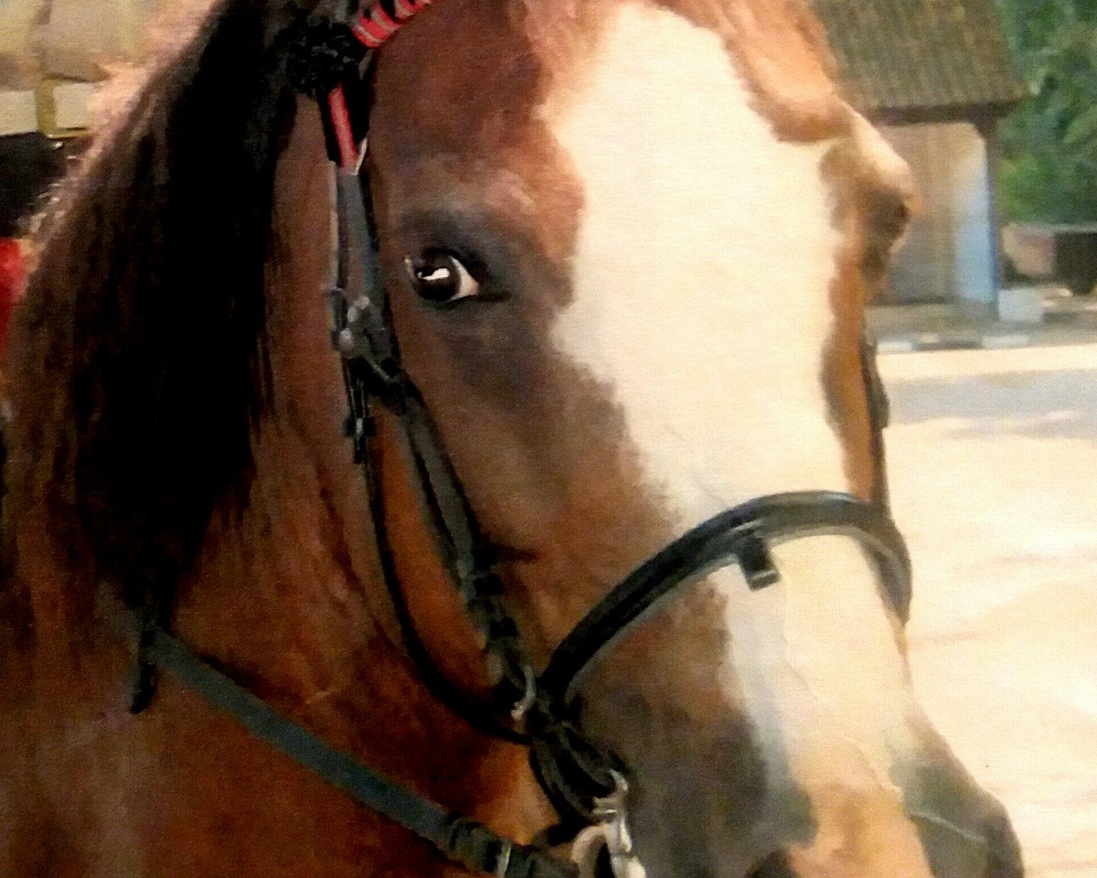 broodmare Birkeneck Colette (Welsh-Cob (Sek. D), 1987, from Llanarth Mostyn Triton)