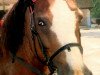 broodmare Birkeneck Colette (Welsh-Cob (Sek. D), 1987, from Llanarth Mostyn Triton)