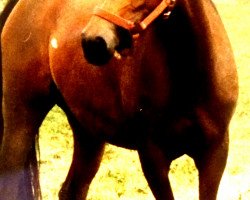 broodmare Usambara (German Riding Pony, 1985, from Donauwind)