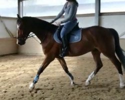 dressage horse Spirit 376 (Westphalian, 2013, from Sir Heinrich OLD)