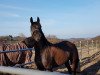 dressage horse Darkwing Duck 4 (Westphalian, 2012, from Dante Weltino Old)