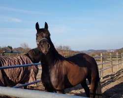 dressage horse Darkwing Duck 4 (Westphalian, 2012, from Dante Weltino Old)