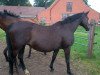 broodmare Chanel (Oldenburg, 2000, from Rohdiamant)