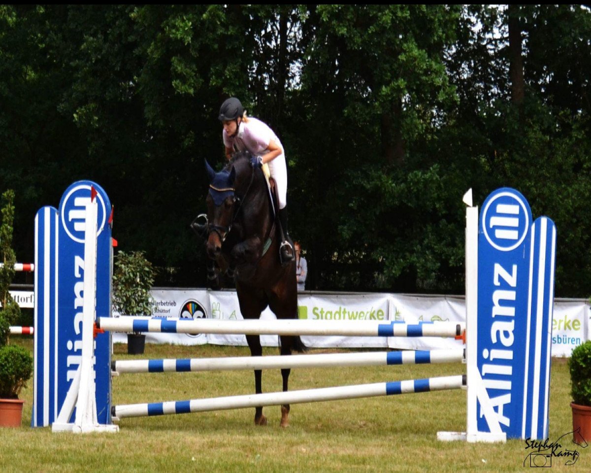 Springpferd Riverdale (Westfale, 2011, von Ravallo 115 FIN)