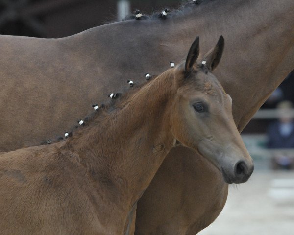 dressage horse Einstein (Westphalian, 2017, from Escolar)