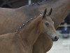 dressage horse Einstein (Westphalian, 2017, from Escolar)