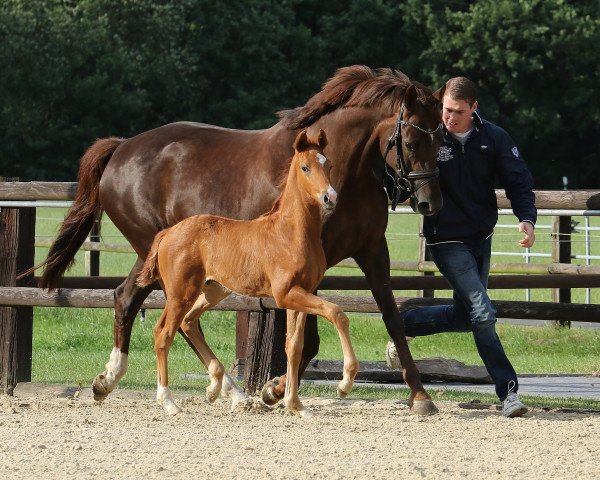 stallion Lévy (Westphalian, 2017, from Le Vivaldi)