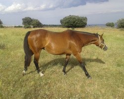 broodmare Zulia xx (Thoroughbred, 2001, from Don Roberto xx)