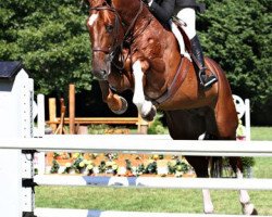 stallion Baloumiro (Oldenburg, 2003, from Balou du Rouet)