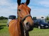 dressage horse Robina Royal (Hanoverian, 2011, from Rob Roy)