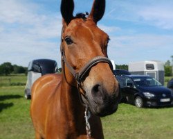 dressage horse Robina Royal (Hanoverian, 2011, from Rob Roy)