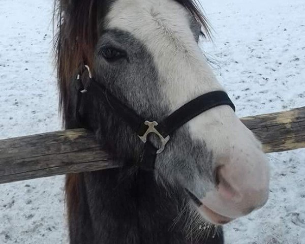 horse Safina (Tinker / Irish Cob / Gypsy Vanner, 2016)