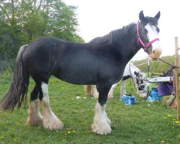 broodmare Splash (Tinker / Irish Cob / Gypsy Vanner, 2010)