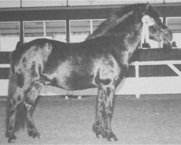 Deckhengst Hrafn von Aegidienberg (Islandpferd, 1972, von Vörður frá Kýrholti)