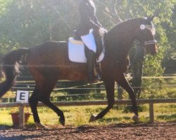 dressage horse Libelle d' Amour (Trakehner, 1998, from Tolstoi)