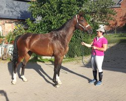 broodmare Lady Gaga (German Sport Horse, 2011, from Landfein)