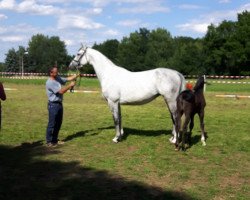 broodmare Coraya S (Oldenburg show jumper, 2010, from Ciacomini)