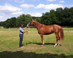 Zuchtstute Charleen (Deutsches Sportpferd, 2012, von DSP Colfosco)