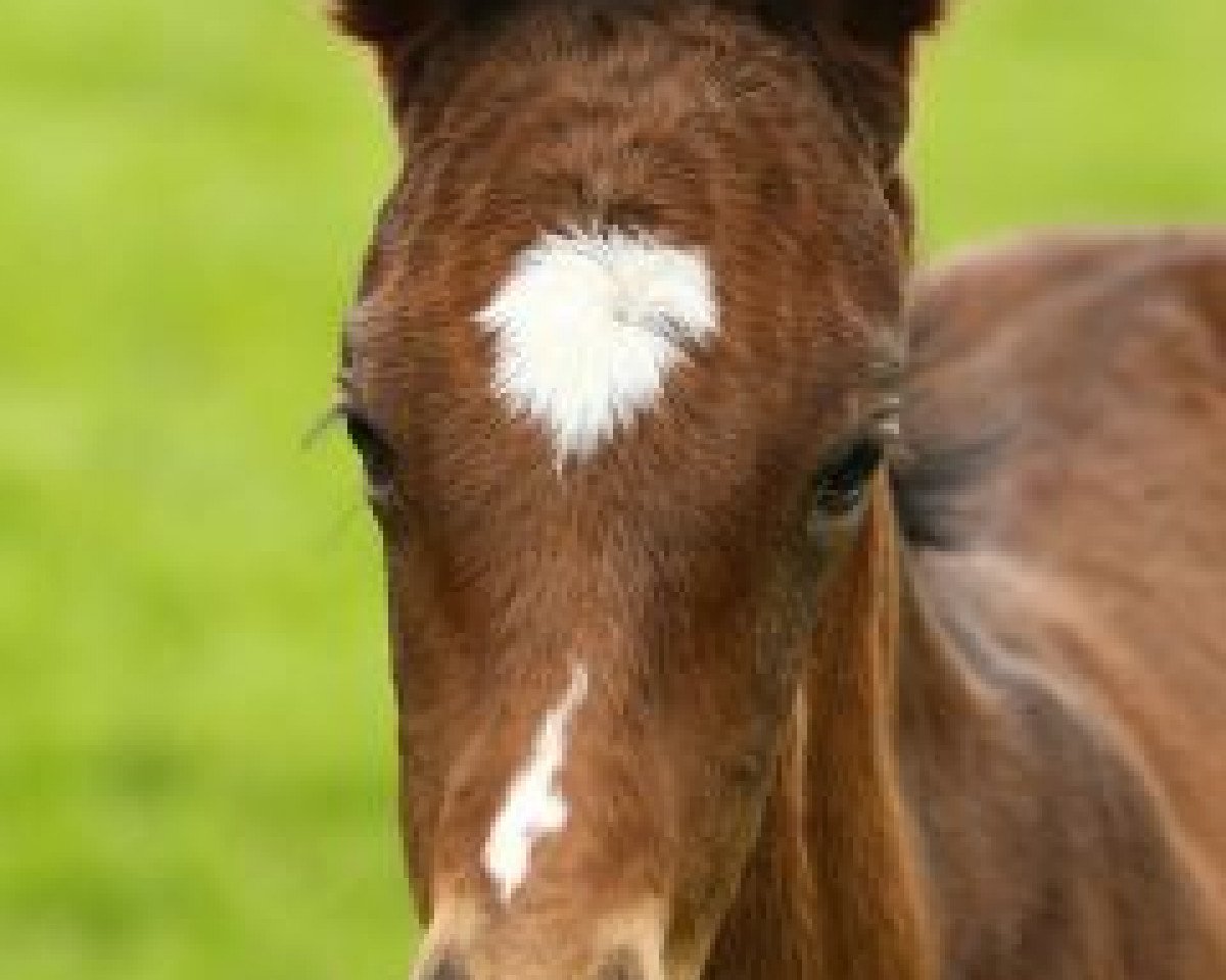 horse I Think So xx (Thoroughbred, 2016, from So You Think xx)