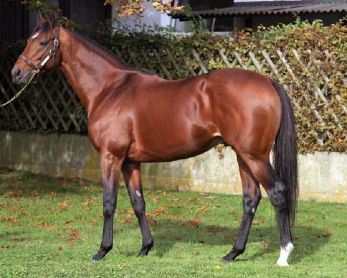 stallion Campanologist xx (Thoroughbred, 2005, from Kingmambo xx)