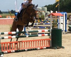 jumper Haare Majesteit (KWPN (Royal Dutch Sporthorse), 2012, from Eldorado vd Zeshoek Tn)