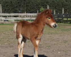 horse Dalur vom Sipplhof (Shetland Pony, 2017, from Daan van de Bekkenkamp)