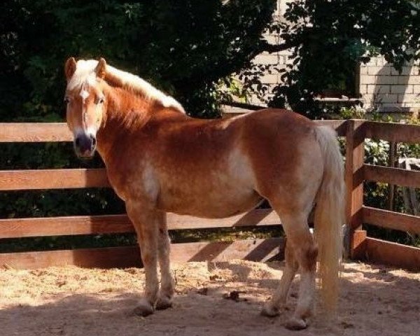 Pferd Wanda (Haflinger, 1999, von Winco van de Steeg)