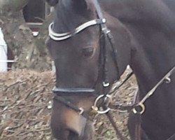 broodmare wyoming-arja-anticonee b. (German Sport Horse, 2008, from Accusé)