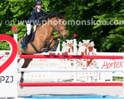 jumper Jolly (Oldenburg show jumper, 2006, from Luxius)