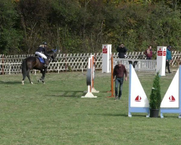 Reitturnier Wernigerode 2018