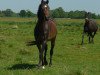 dressage horse Nia H (German Riding Pony, 2014, from Popcorn WE)