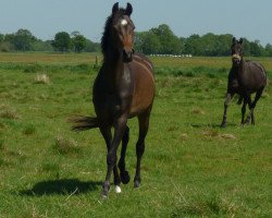 dressage horse Nia H (German Riding Pony, 2014, from Popcorn WE)