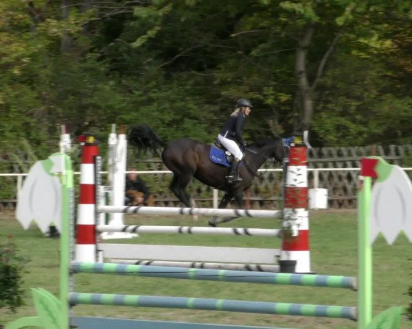 Reitturnier Wernigerode 2018