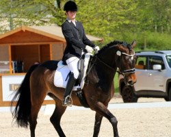 dressage horse Le Roi 11 (Zweibrücken, 2011, from Le Noir 35)